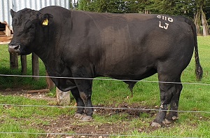 A larger growth bull used over the larger growth cows